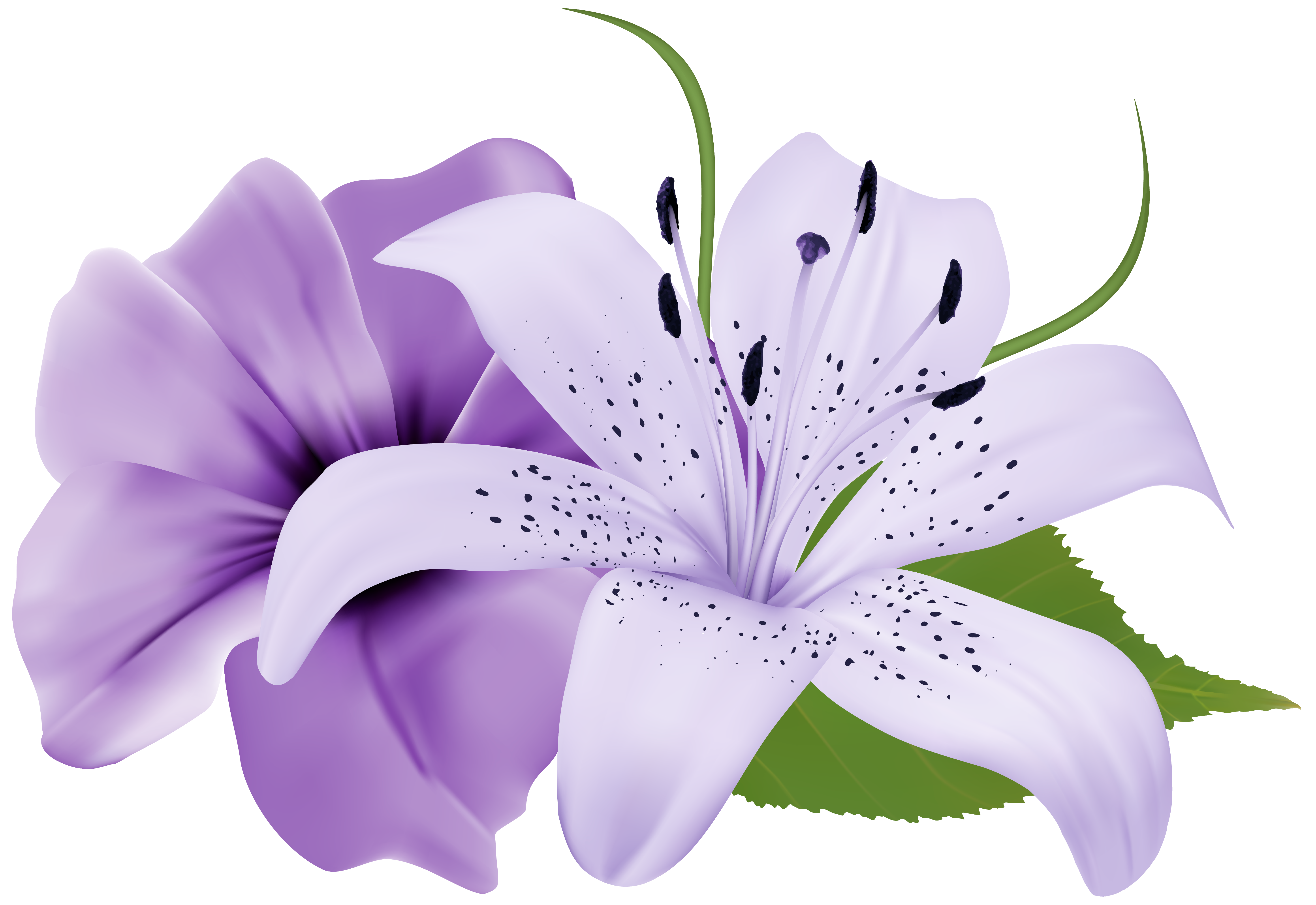 Purple Two Exotic Flowers PNG Clipart Image 