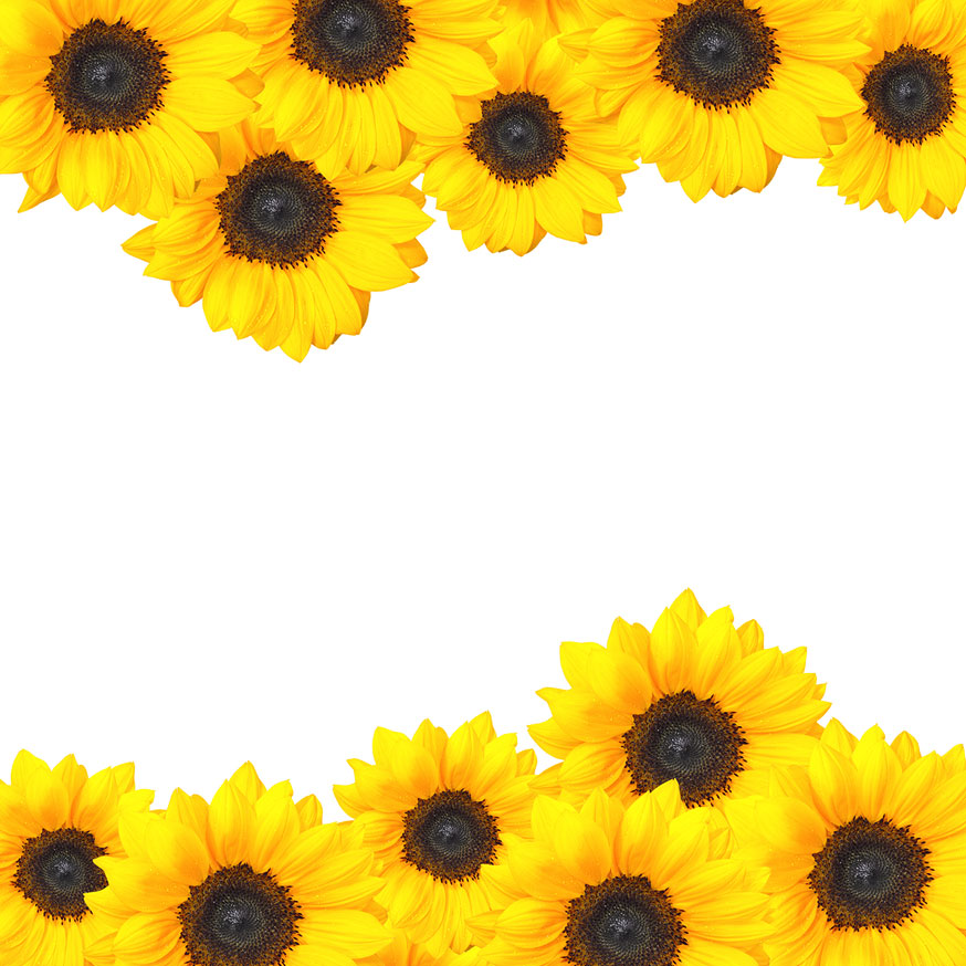 Sunflower Border Paper Printable 0167