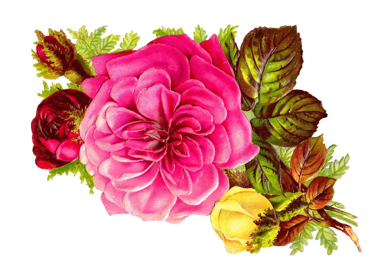 Pink rose floral clipart 