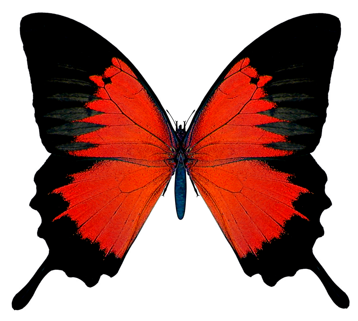 Black and Red Butterfly PNG Picture 