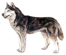 Husky Dog Cliparts
