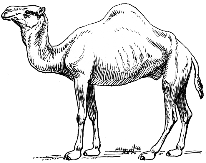 Camel dromedary clip art 