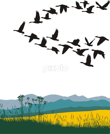 Migrating geese in the spring 
