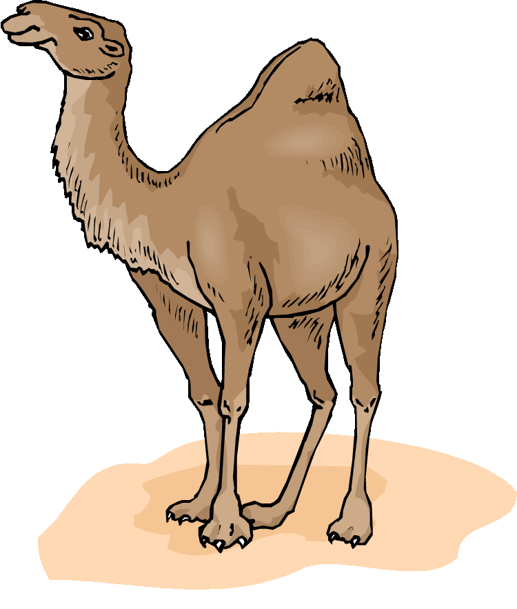 Dromedary Cliparts