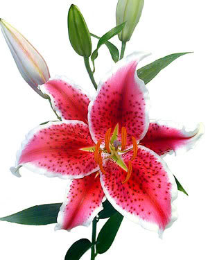 Free Cliparts Stargazer Lilly, Download Free Cliparts Stargazer Lilly ...