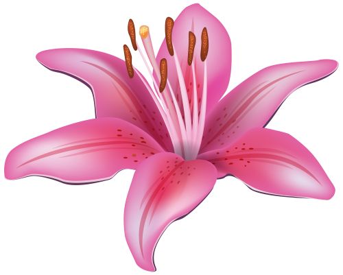 Pink Lily Flower PNG Clipart 
