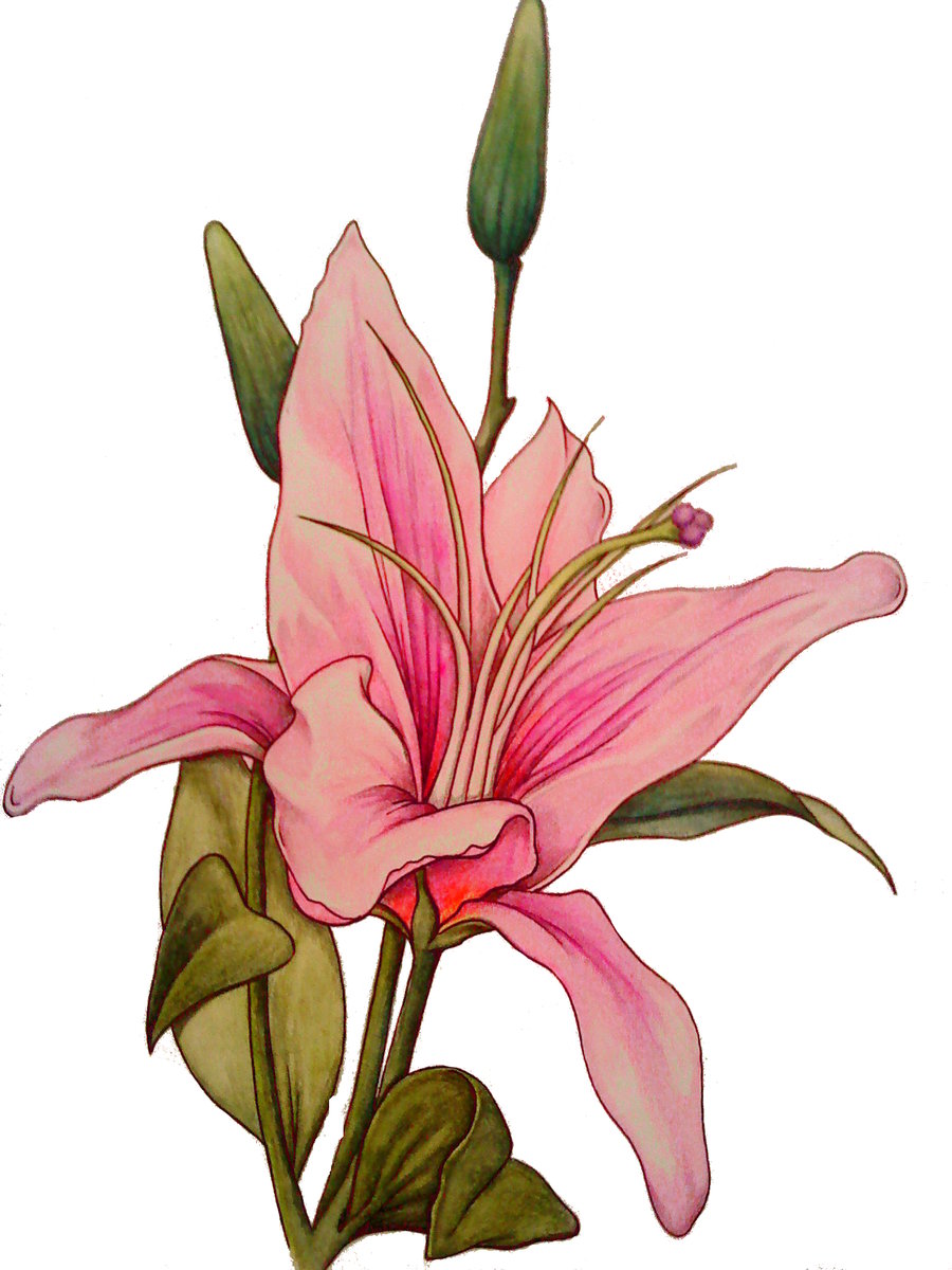 stargazer flower tattoo meaning - Clip Art Library