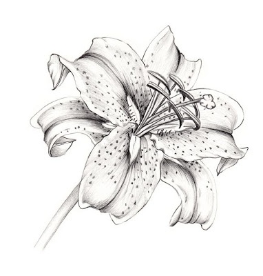 lily black and white tattoo