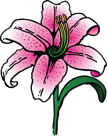 stargazer lily clipart - Clip Art Library