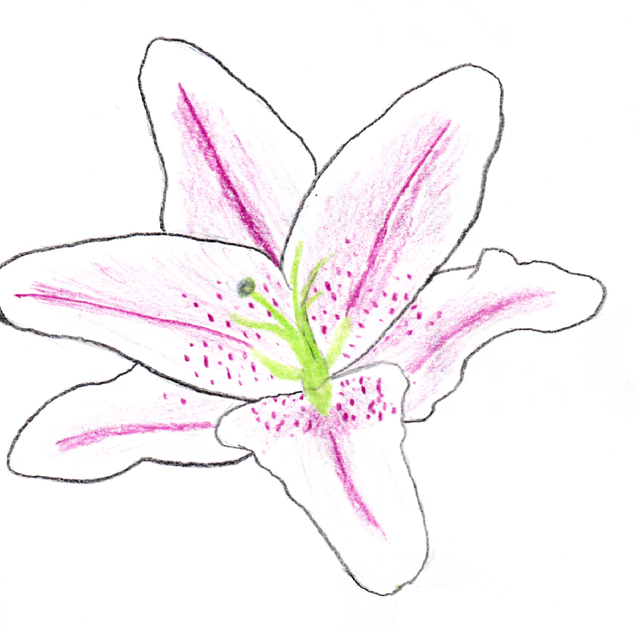 stargazer lily cartoon - Clip Art Library