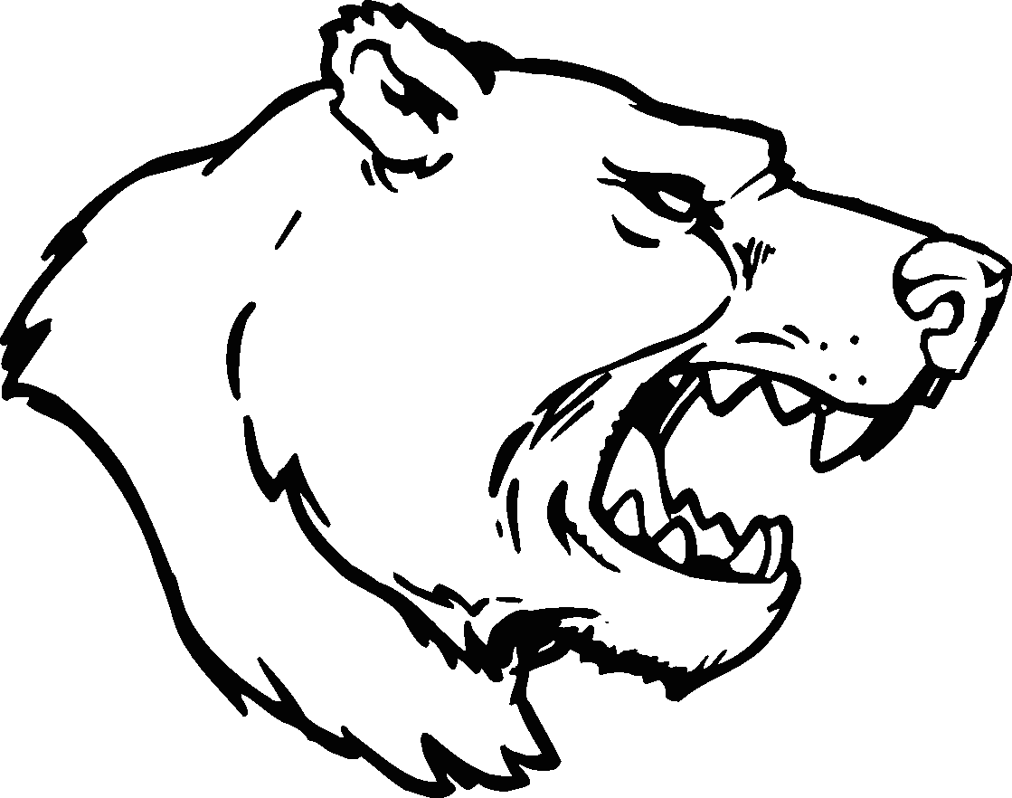 Drawing Bear Head 