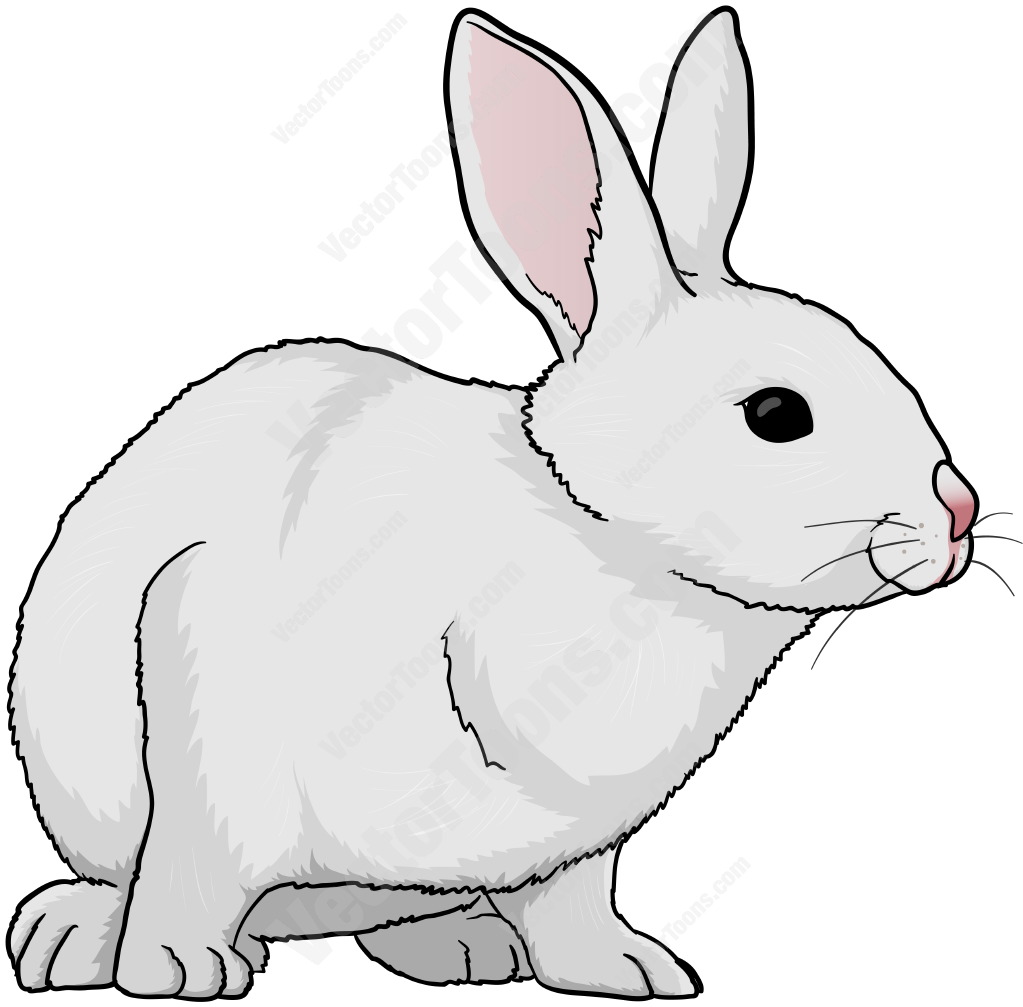 List 100+ Pictures White Rabbit Excellent
