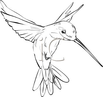 hummingbird art 