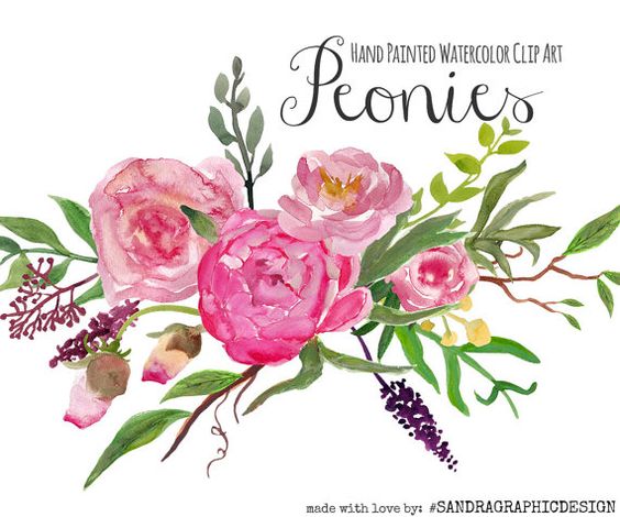 Clipart Peonie 300 dpi clipart PNG file handgeverfd, 70 