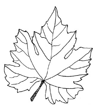 grape leaf clipart black and white - Clip Art Library