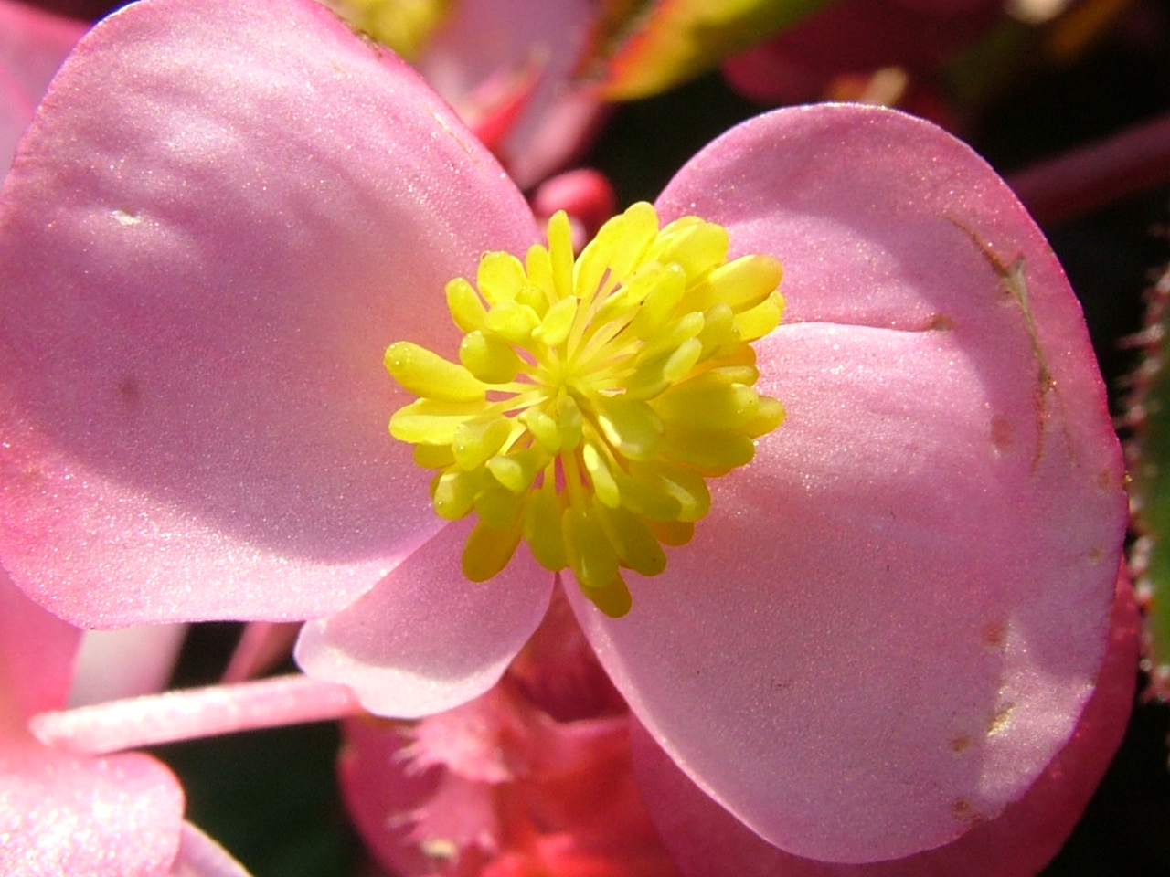Free 7art flowers clipart and wallpapers: royalty free macro 
