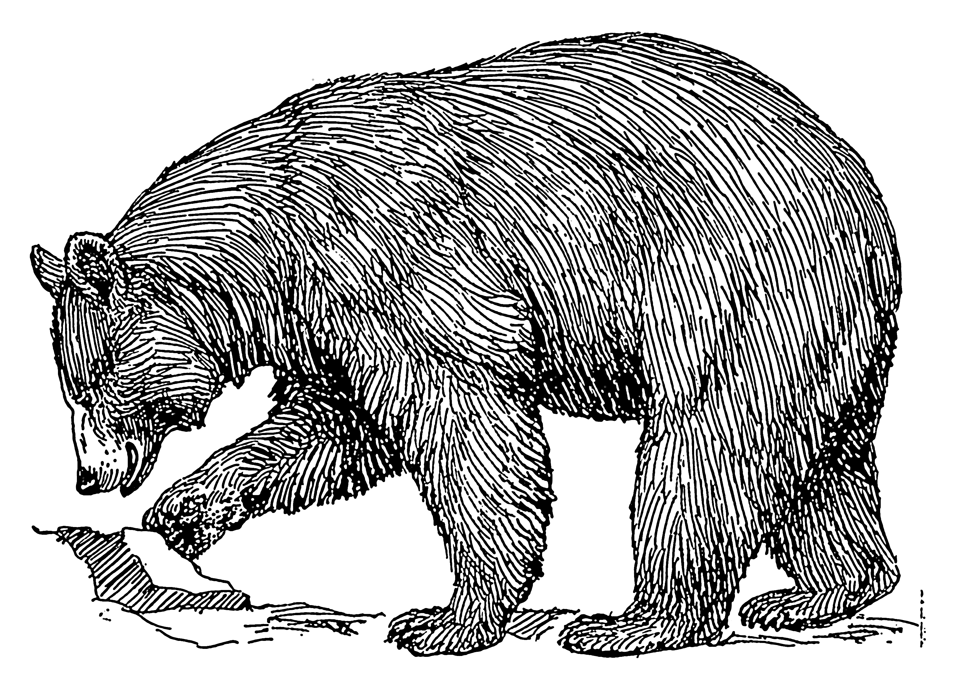 Bear Drawing 