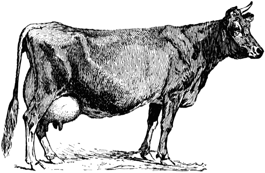 Jersey Cow Clipart 