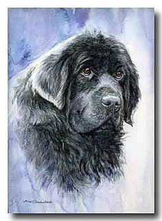 Newfoundland Puppy Cliparts