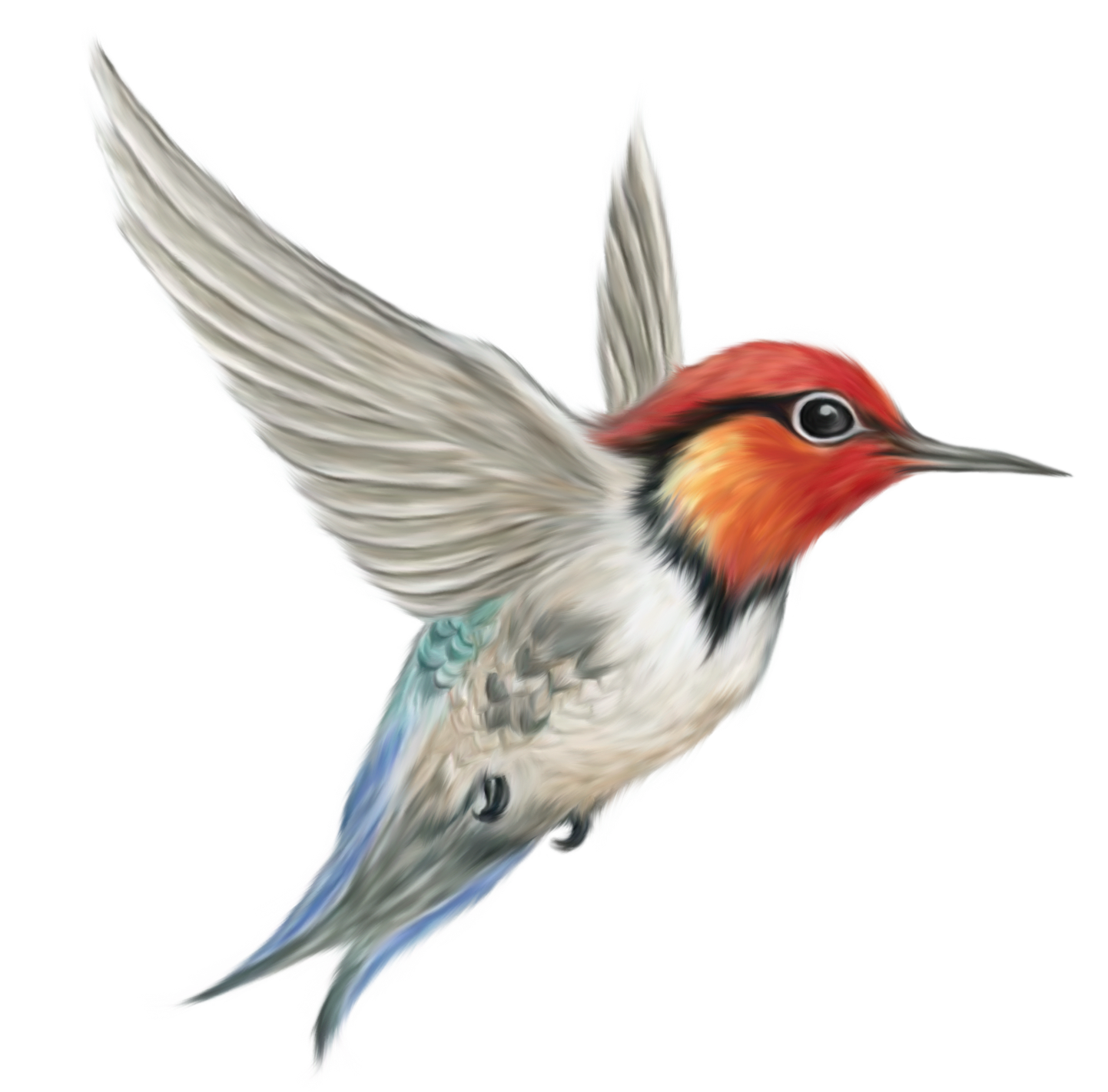 Humming Bird Transparent PNG Clipart Picture 