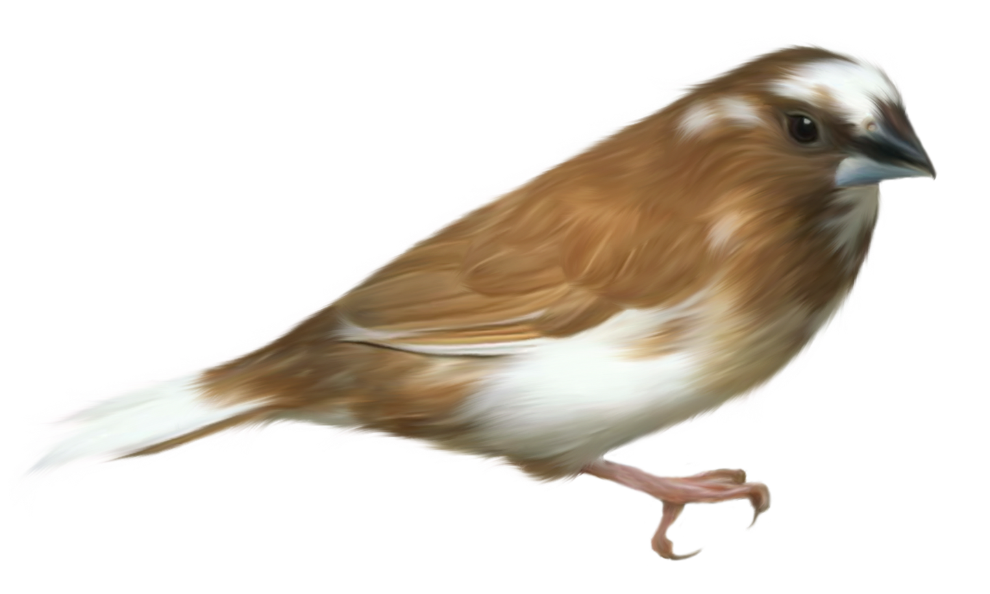 Small Brown Bird Transparent PNG Clipart Picture 
