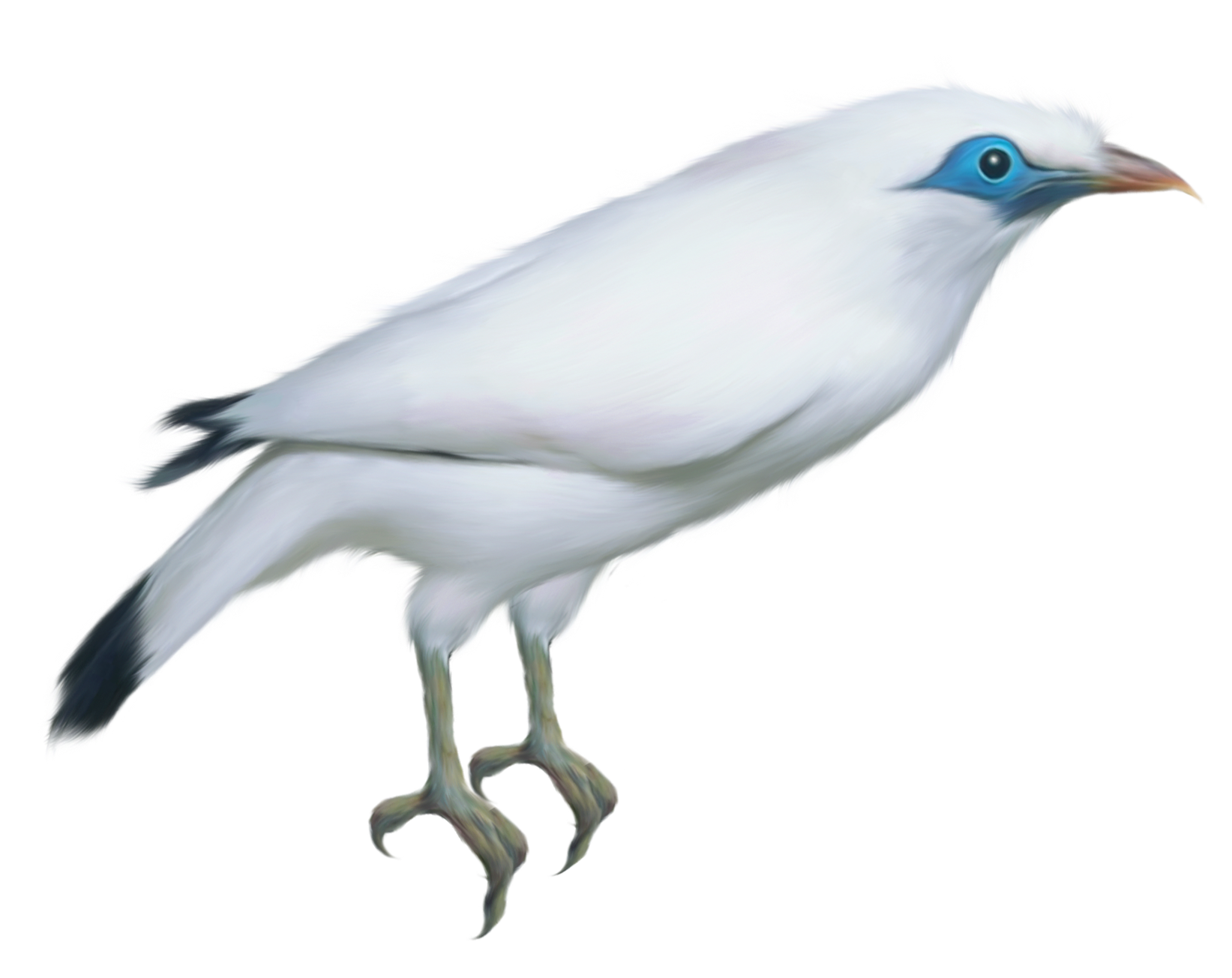 White Bird Transparent PNG Clipart Picture 