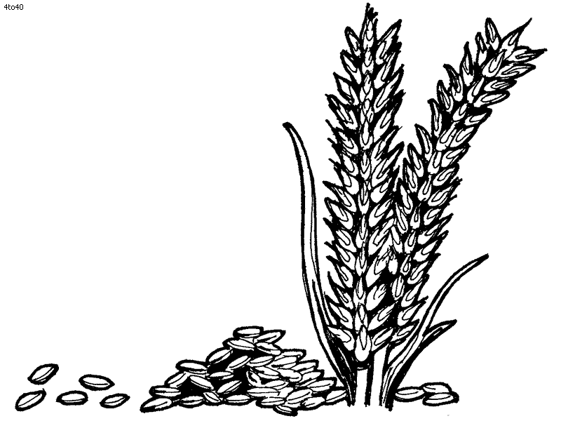 Free Wheat Vector 