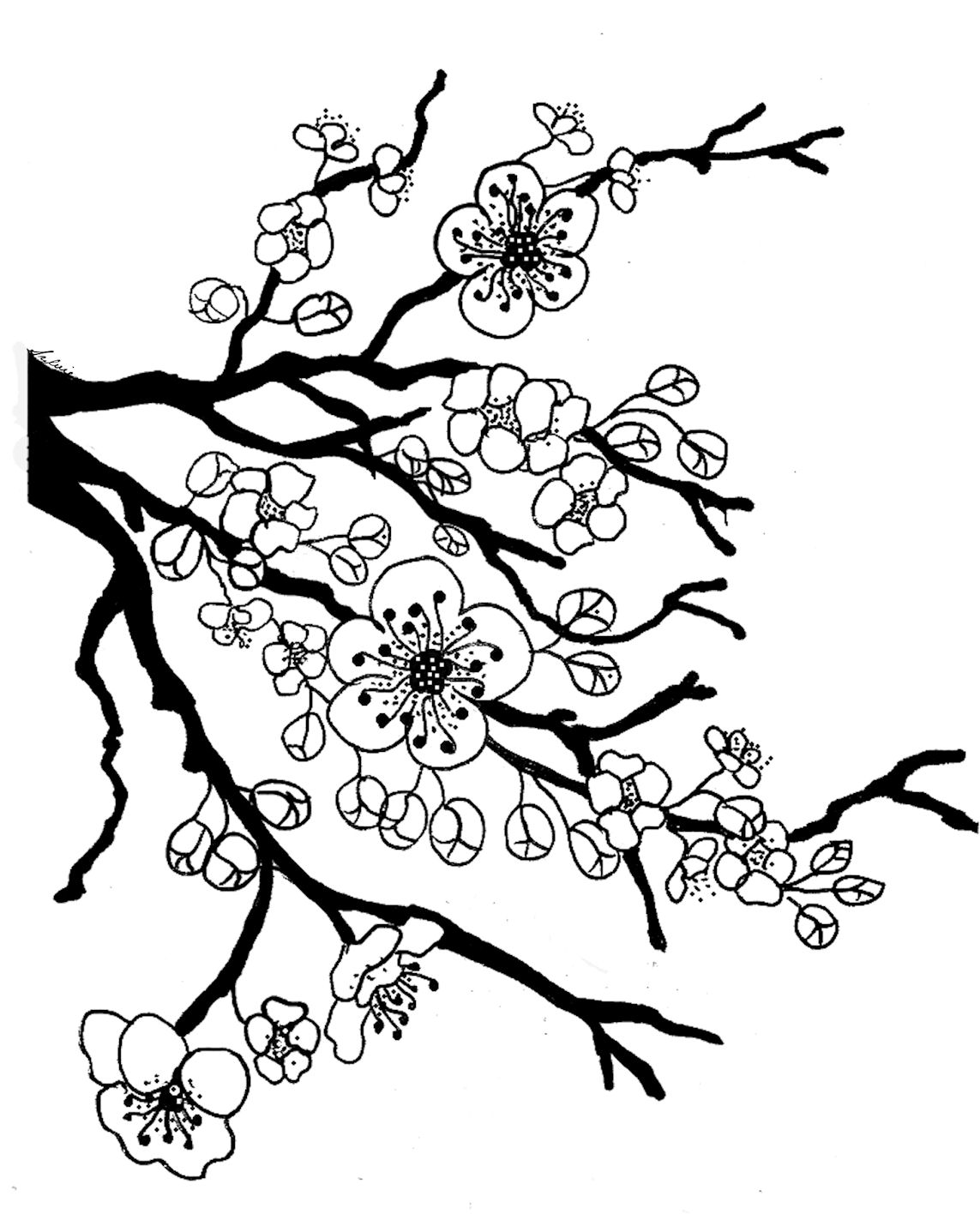 Apple Blossom Drawing 