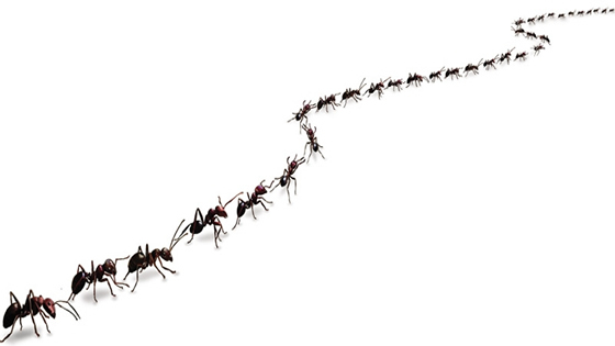 ants in a line clipart