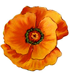 Red Poppy Cliparts