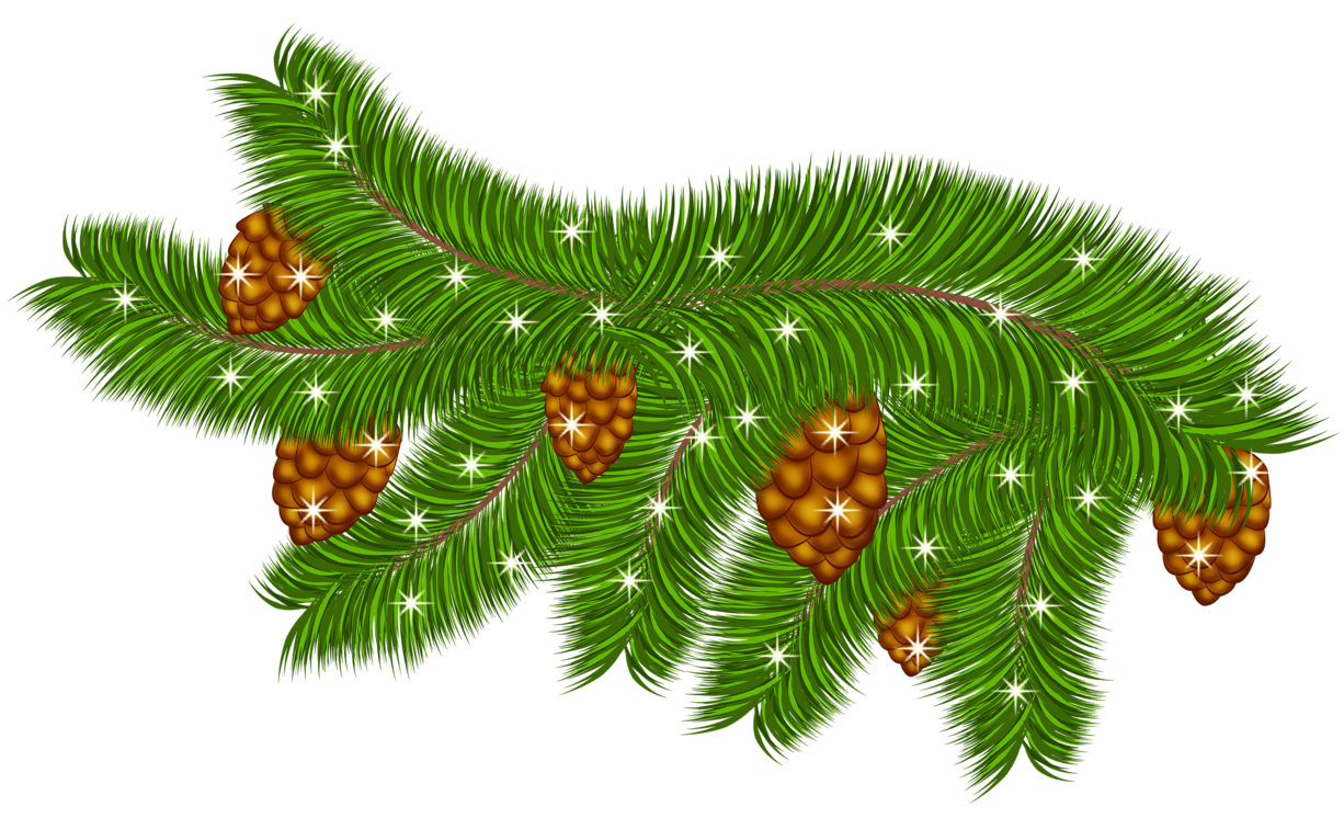 Transparent Pine Branch with Pine Cones PNG Clipart 