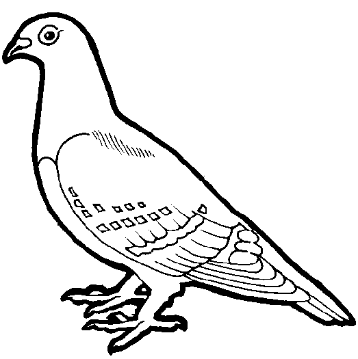 How to draw a Pigeon tutorial