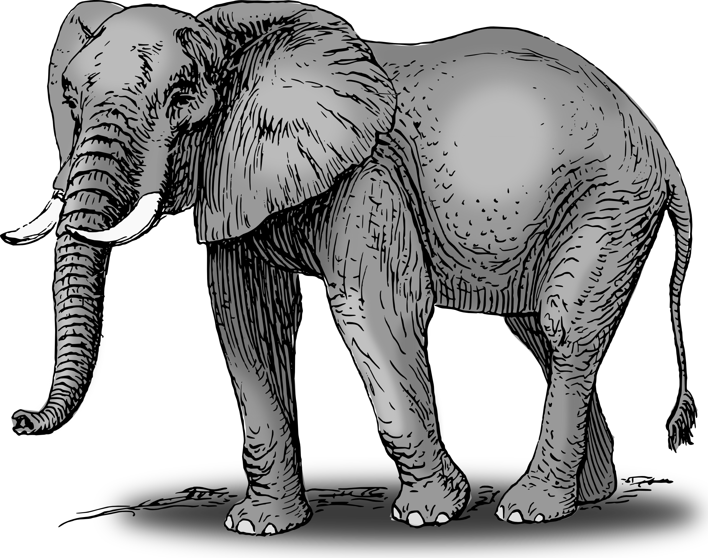 elephant-drawing-with-colour-clip-art-library