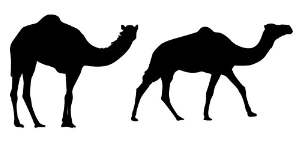 Free Camel Silhouette Vector to use it on your personal and 