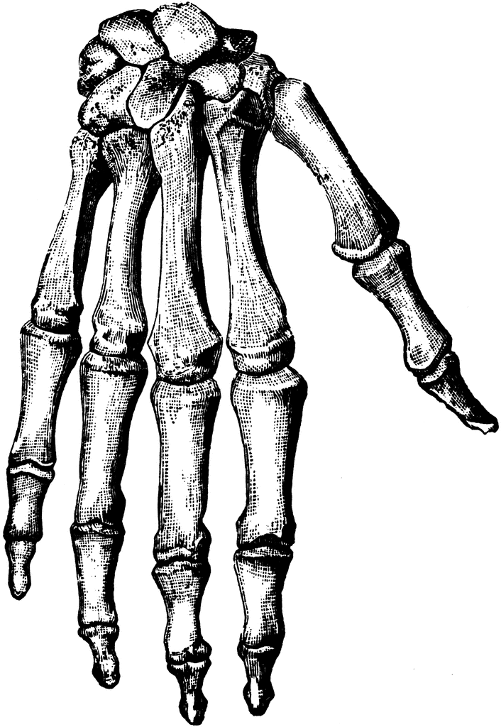 Skeleton hand clipart 