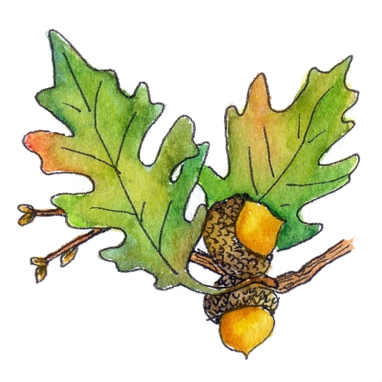Oak leaves and acorns clipart 