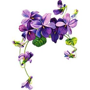 Hydrangea Clipart Borders 47868 