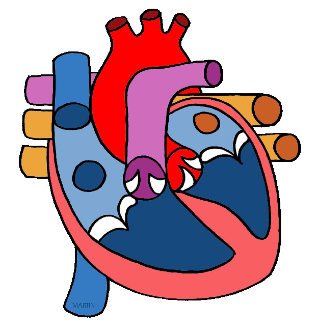 Free Heart Body Cliparts, Download Free Heart Body Cliparts png images ...