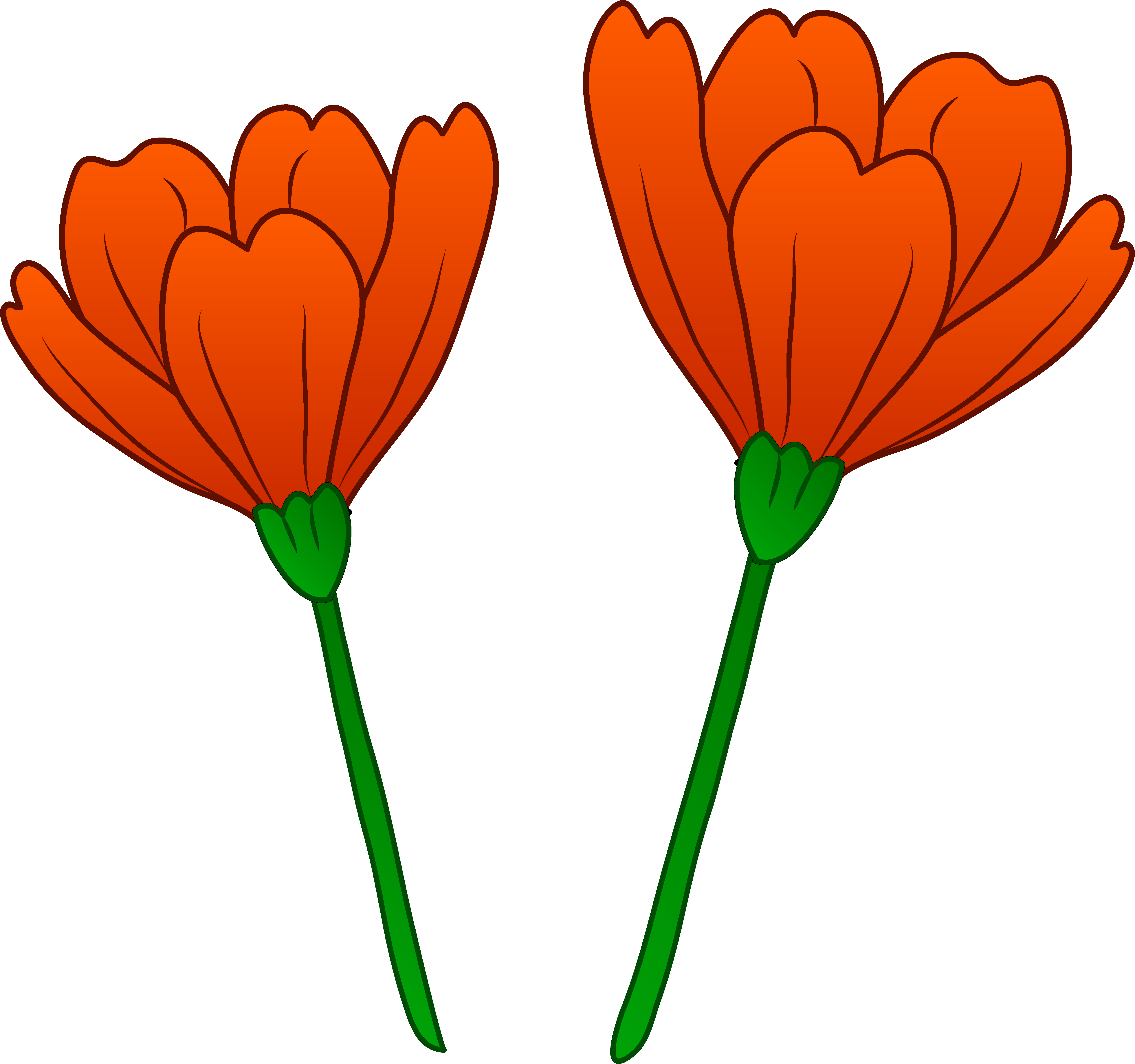 Clip art poppy flower 