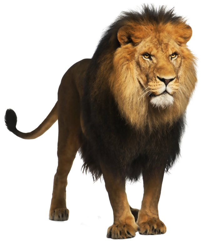 Lion PNG Picture 