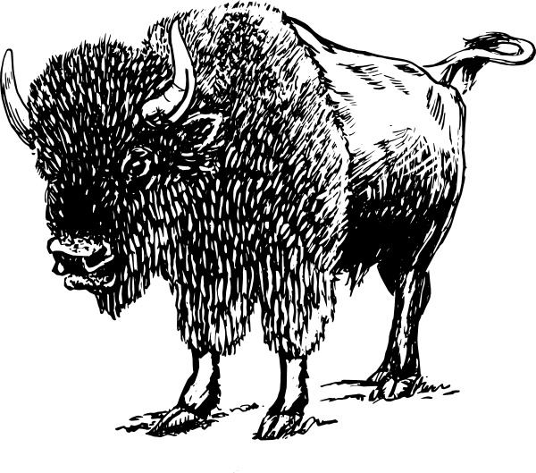 Bison buffalo free vector download 