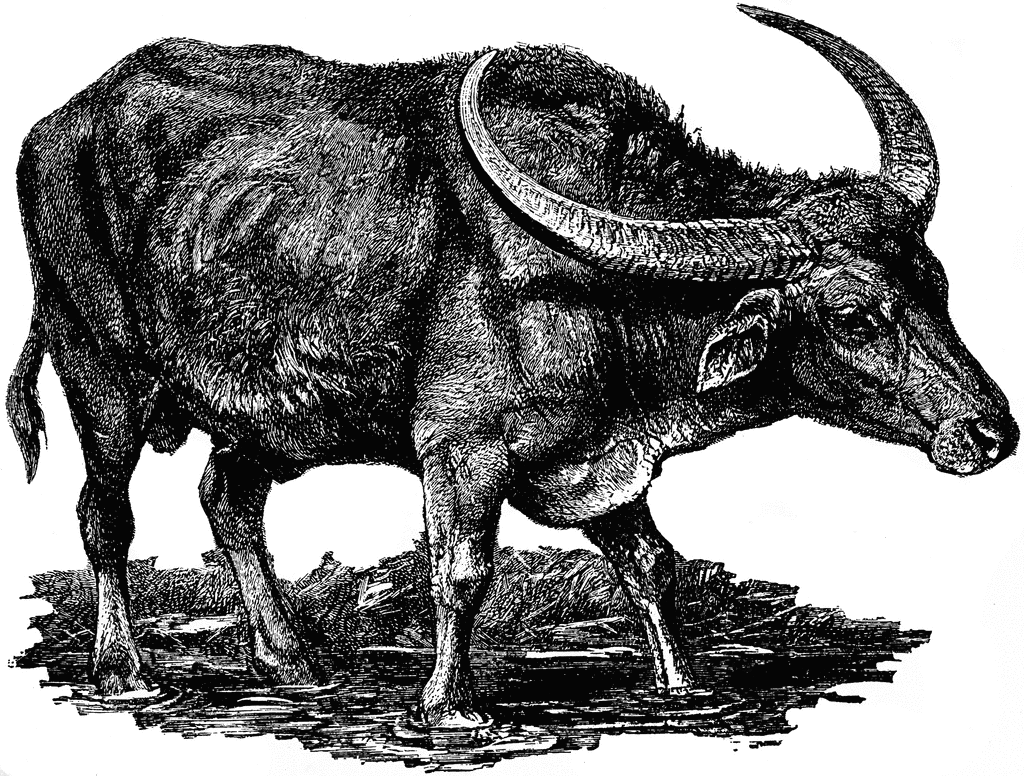 Water buffalo clipart black and white 