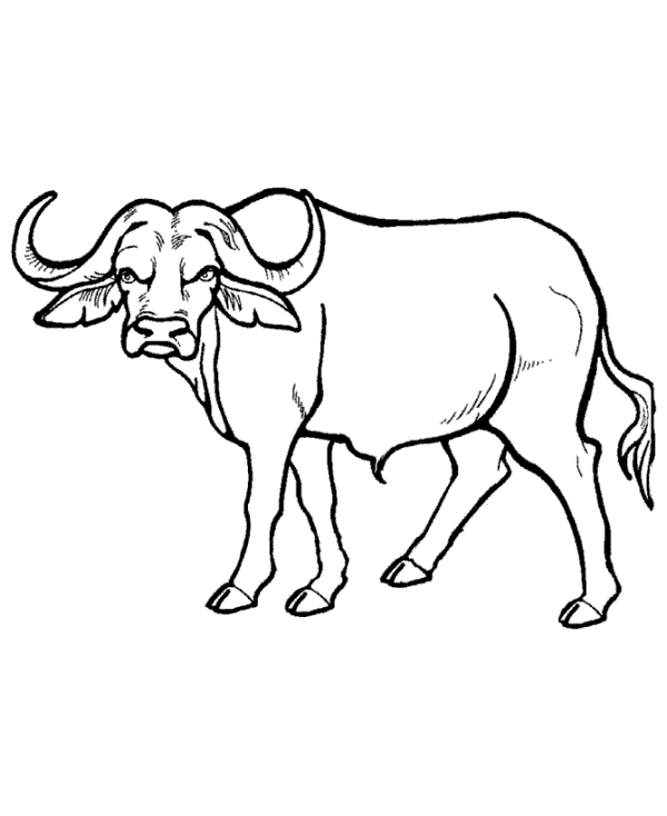 Free Buffalo Clipart Black And White, Download Free Buffalo Clipart ...
