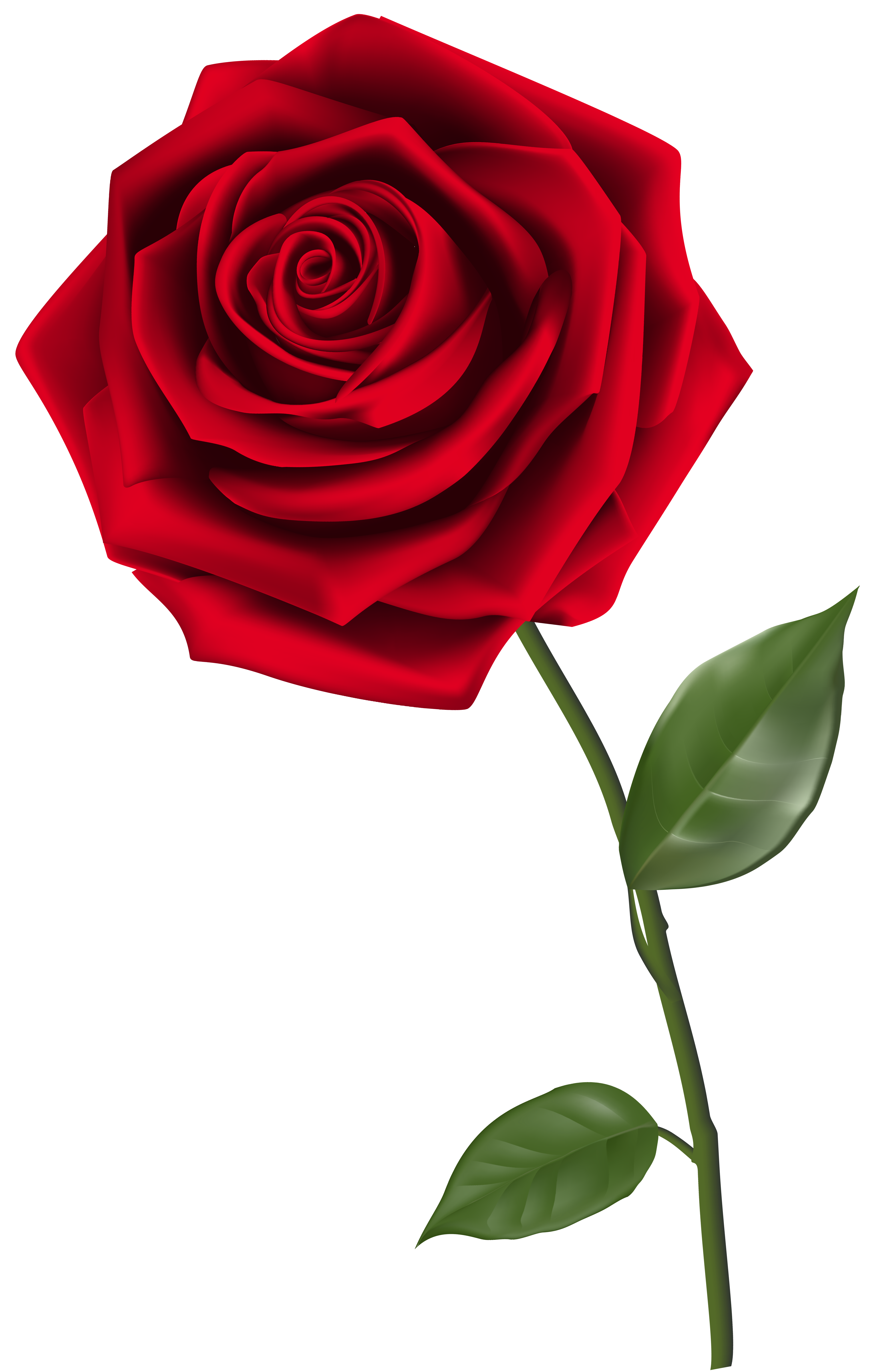 Magenta Single Rose Clip Art – Clipart Free Download 