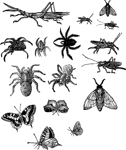 Black And White Insect Clipart 