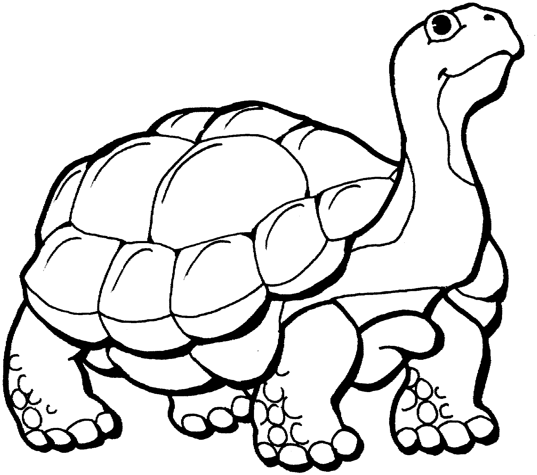 Land turtle clipart black and white 