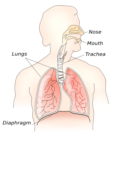Lower Respiratory System | Respiratory Anatomy