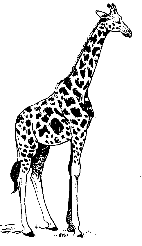 black and white giraffe drawing