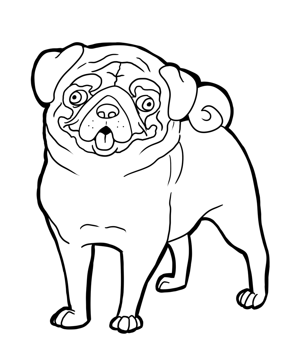 Clip Art Black and White Pug – Clipart Free Download 
