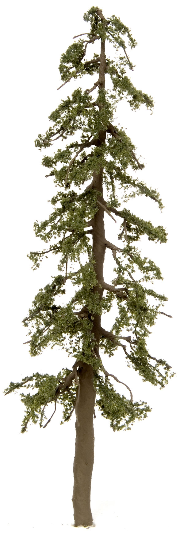 redwood tree clip art 